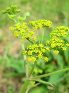 Pastinak (Pastinaca sativa) am Bahnhof Bruchmühlbach-Miesau