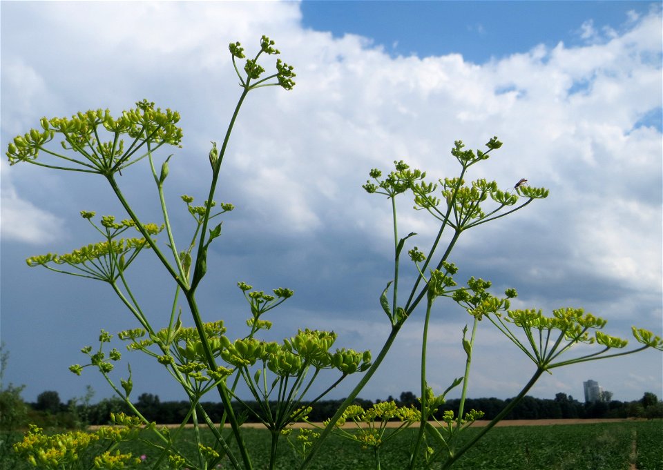 Pastinak (Pastinaca sativa) bei Wiesbaden-Erbenheim