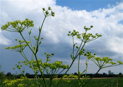 Pastinak (Pastinaca sativa) bei Wiesbaden-Erbenheim
