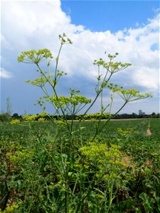 Pastinak (Pastinaca sativa) bei Wiesbaden-Erbenheim