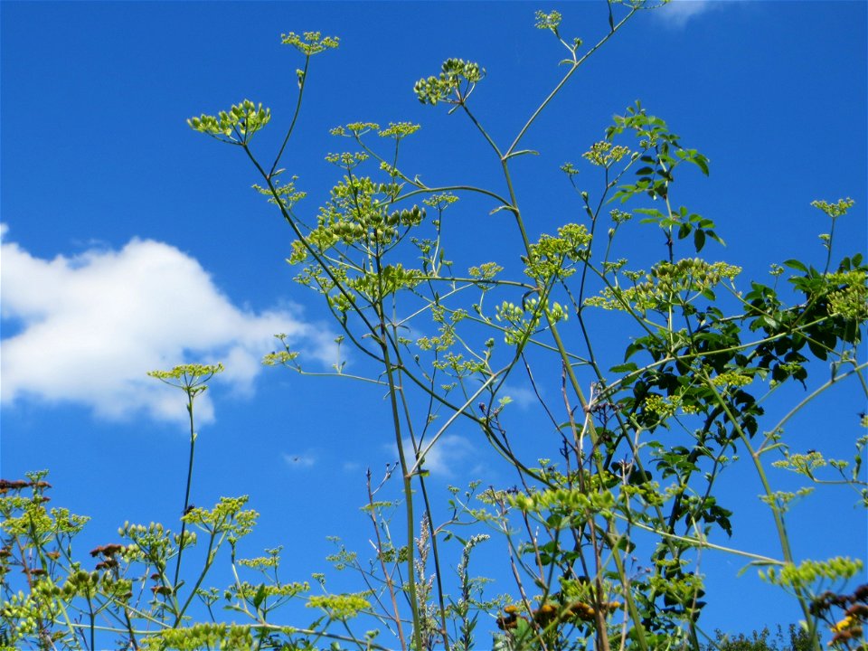 Pastinak (Pastinaca sativa) an der Saaraue Güdingen