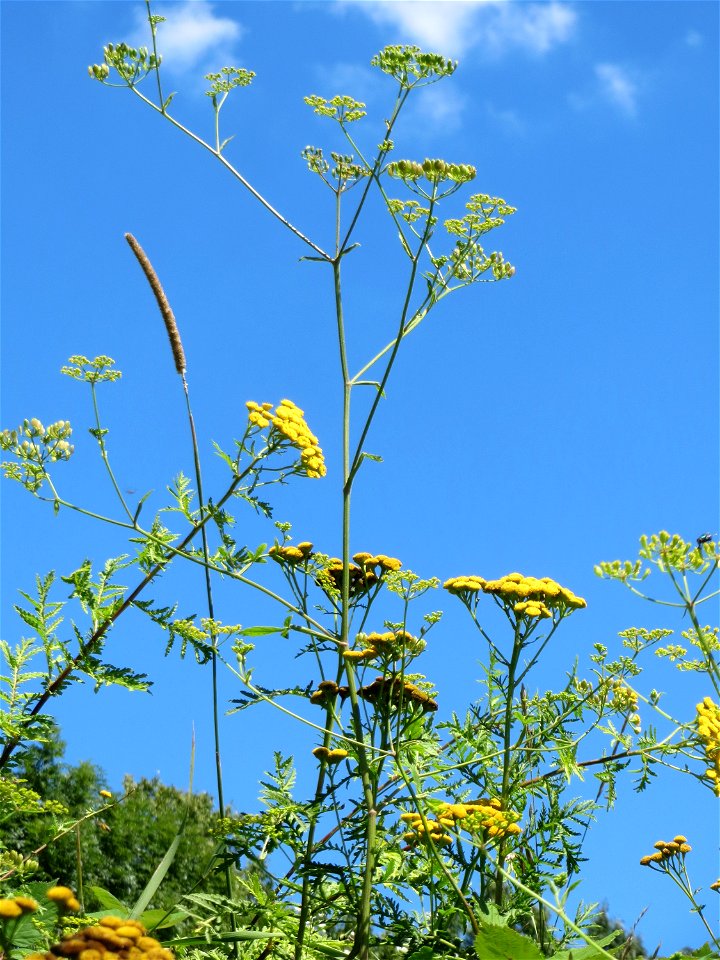 Pastinak (Pastinaca sativa) an der Saaraue Güdingen