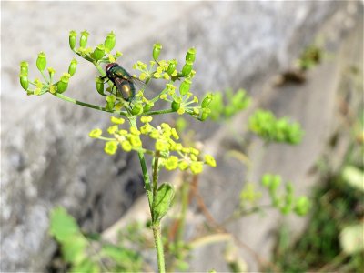 Pastinak (Pastinaca sativa) im Bürgerpark Saarbrücken