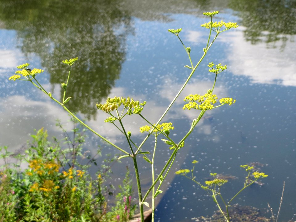 Pastinak (Pastinaca sativa) an der Saaraue Güdingen