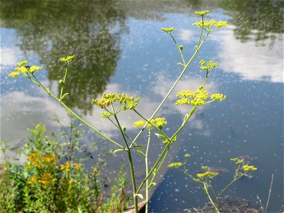 Pastinak (Pastinaca sativa) an der Saaraue Güdingen