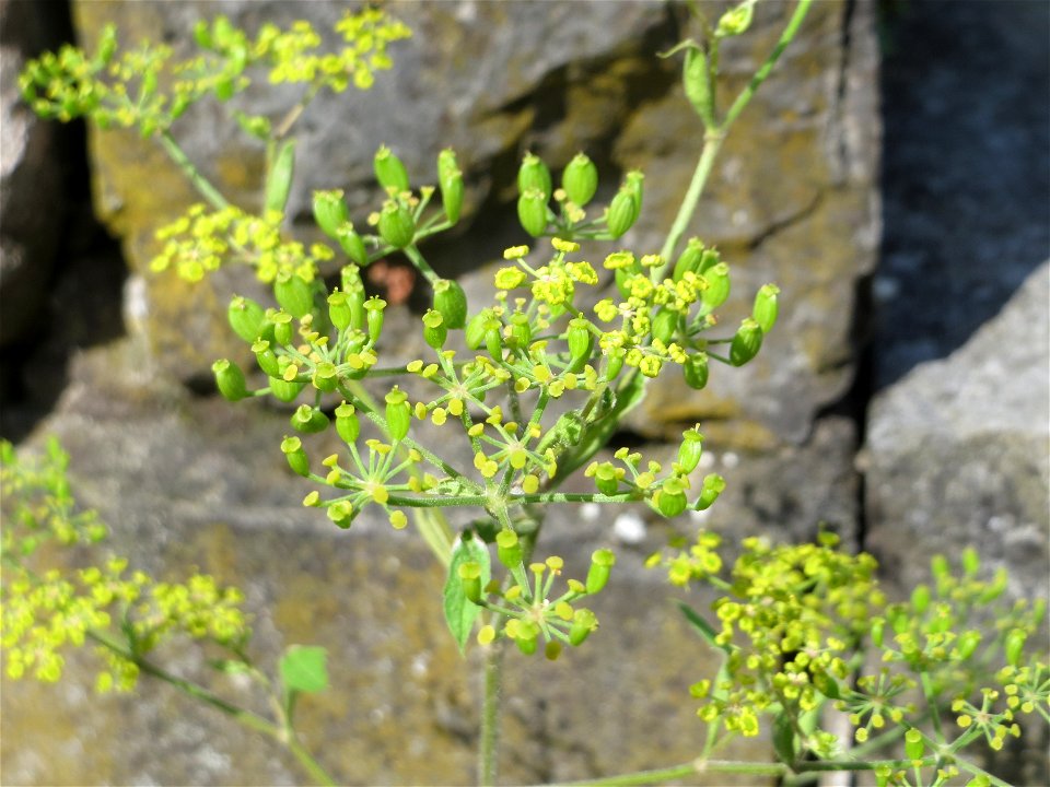 Pastinak (Pastinaca sativa) im Bürgerpark Saarbrücken