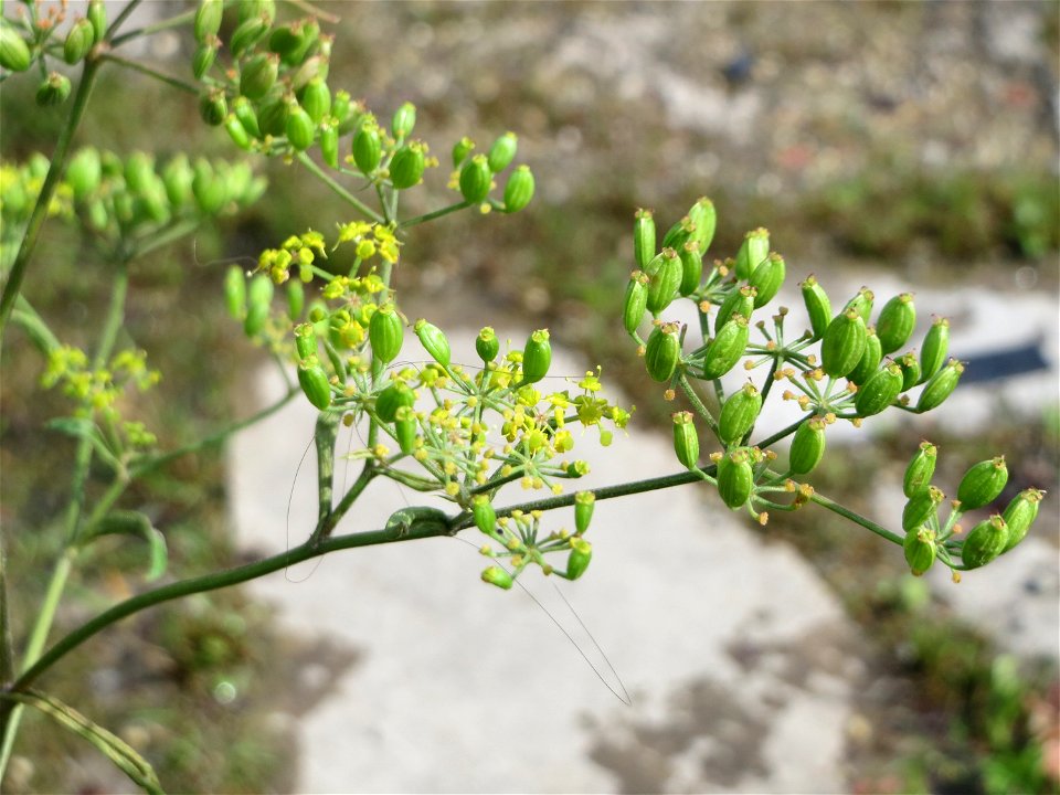 Pastinak (Pastinaca sativa) im Bürgerpark Saarbrücken