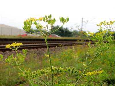 Pastinak (Pastinaca sativa) am Bahnhof Bruchmühlbach-Miesau