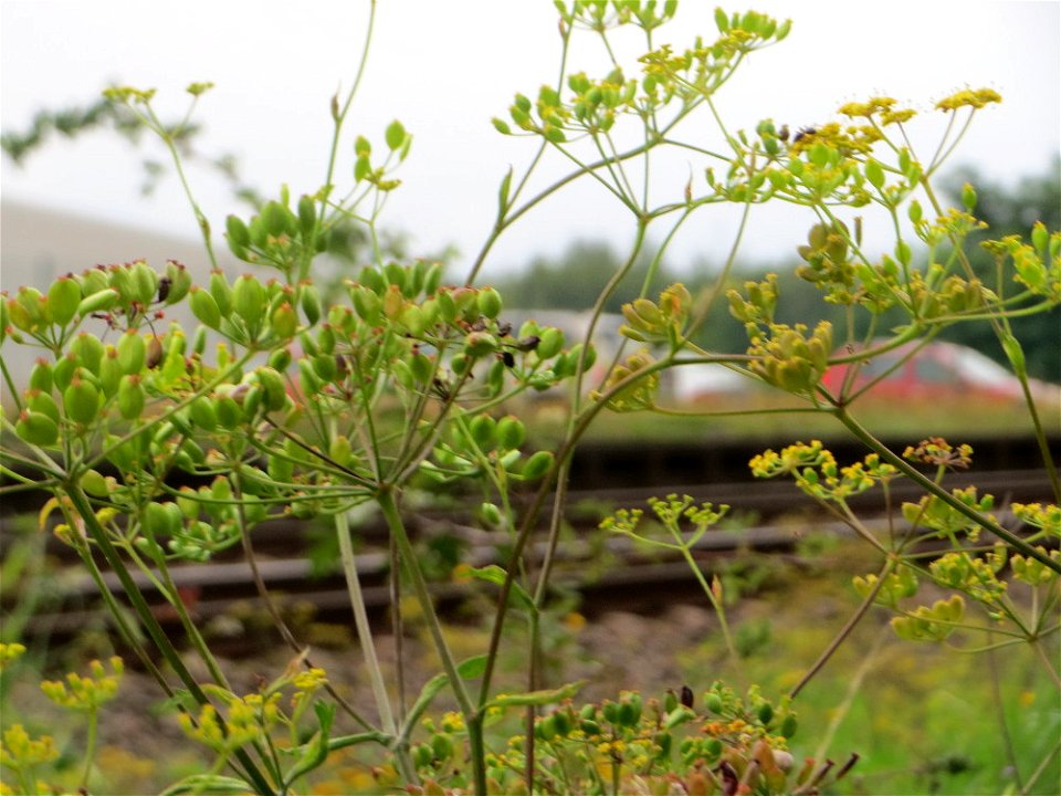 Pastinak (Pastinaca sativa) am Bahnhof Bruchmühlbach-Miesau
