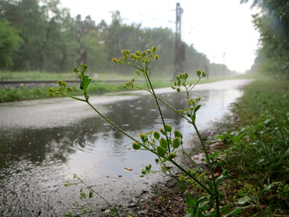 Pastinak (Pastinaca sativa) nach einem starken Gewitterregen in der Schwetzinger Hardt