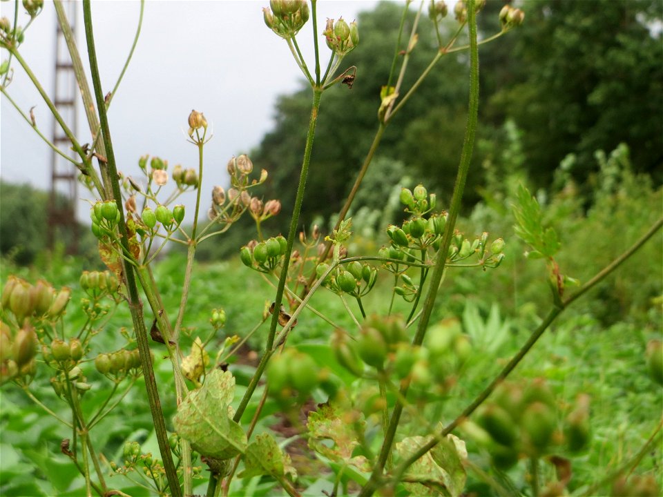 Pastinak (Pastinaca sativa) in der Schwetzinger Hardt