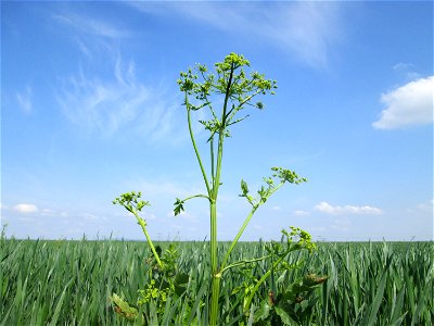 Typisches „Acker-Unkraut“: Pastinak (Pastinaca sativa) auf einem Feld im Landschaftsschutzgebiet „Hockenheimer Rheinbogen“
