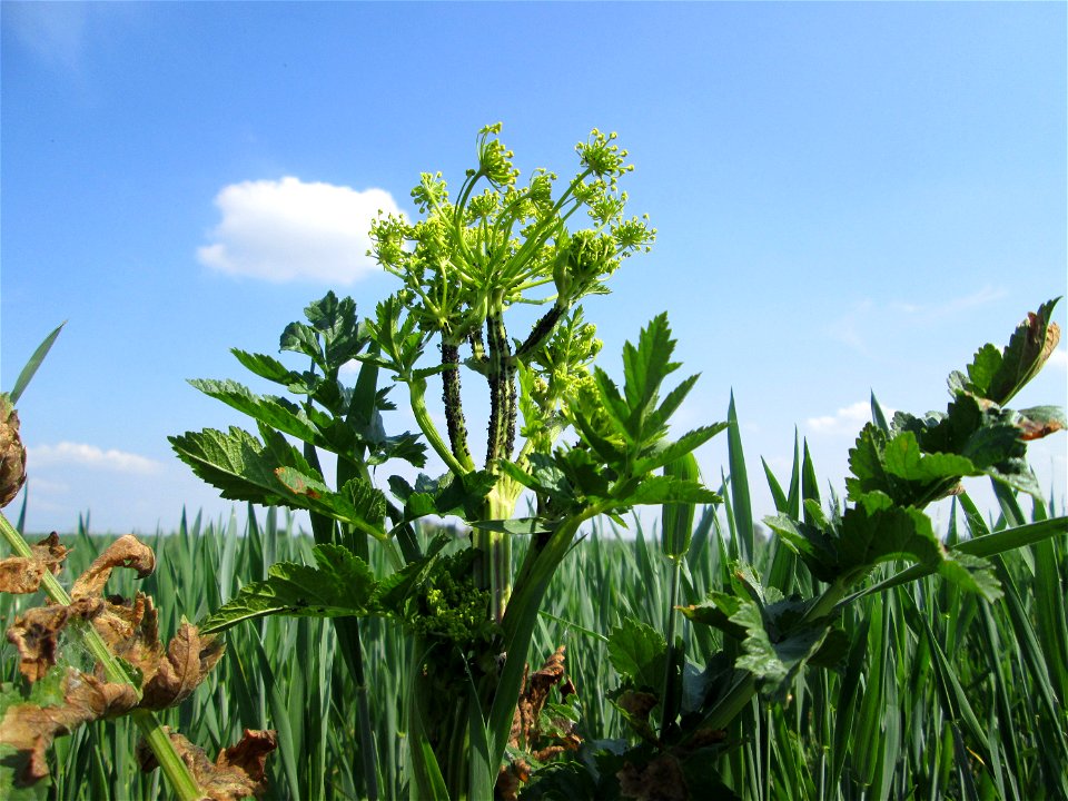 Typisches „Acker-Unkraut“: Pastinak (Pastinaca sativa) auf einem Maisfeld im Landschaftsschutzgebiet „Hockenheimer Rheinbogen“