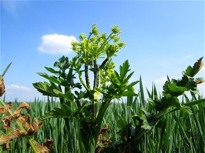 Typisches „Acker-Unkraut“: Pastinak (Pastinaca sativa) auf einem Maisfeld im Landschaftsschutzgebiet „Hockenheimer Rheinbogen“