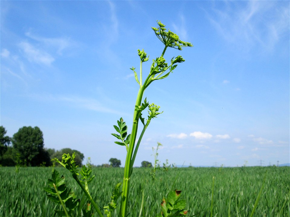 Typisches „Acker-Unkraut“: Pastinak (Pastinaca sativa) auf einem Maisfeld im Landschaftsschutzgebiet „Hockenheimer Rheinbogen“