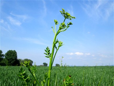 Typisches „Acker-Unkraut“: Pastinak (Pastinaca sativa) auf einem Maisfeld im Landschaftsschutzgebiet „Hockenheimer Rheinbogen“