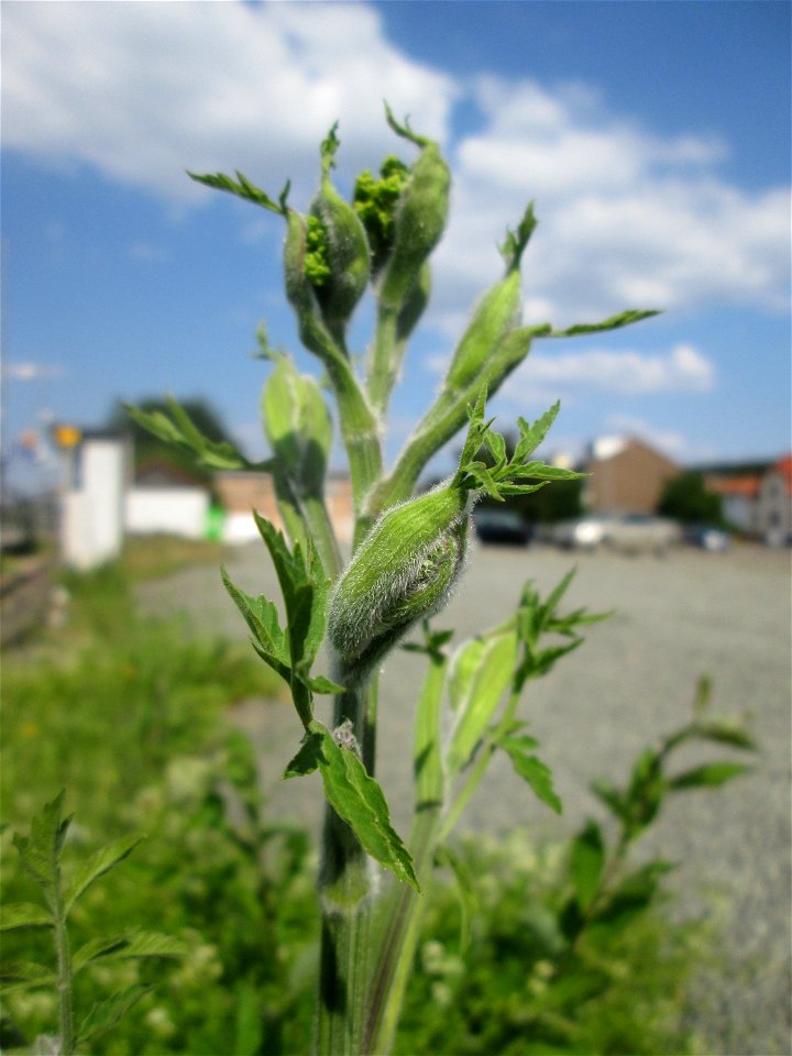 Pastinak (Pastinaca sativa) am Bahnhof Bruchmühlbach-Miesau