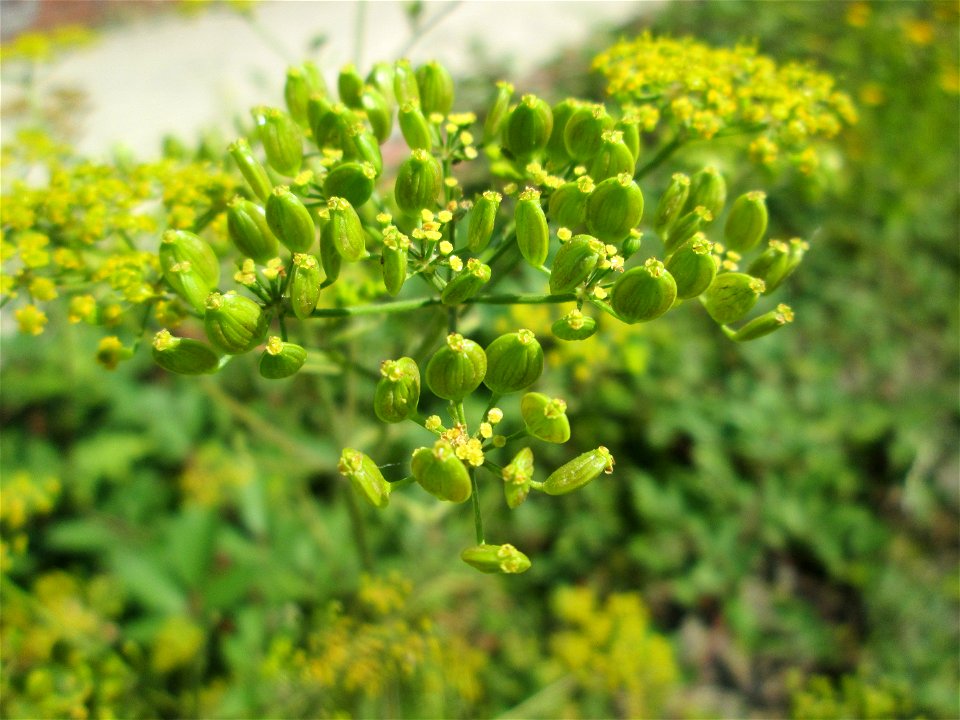 Pastinak (Pastinaca sativa) im Bürgerpark Saarbrücken