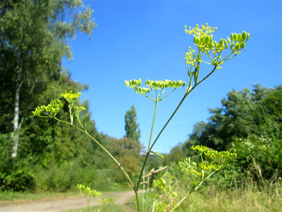 Pastinak (Pastinaca sativa) im Naturschutzgebiet „St. Arnualer Wiesen“