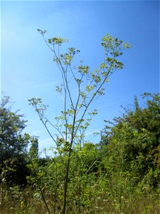 Pastinak (Pastinaca sativa) im Naturschutzgebiet „St. Arnualer Wiesen“