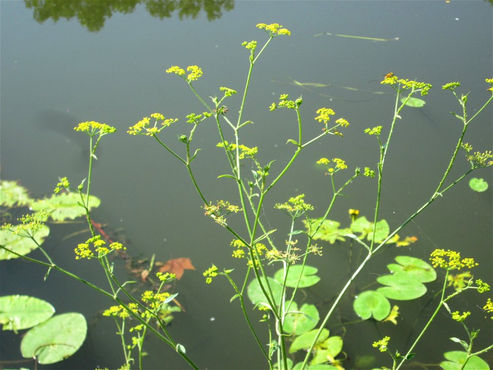 Pastinak (Pastinaca sativa) an der Saar in Saarbrücken
