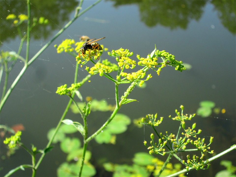 Pastinak (Pastinaca sativa) an der Saar in Saarbrücken