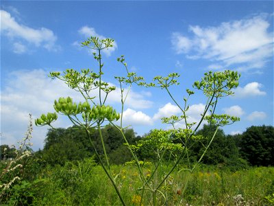 Pastinak (Pastinaca sativa) in den Sankt Arnual Wiesen gegenüber vom Osthafen Saarbrücken (Außerhalb vom NSG)