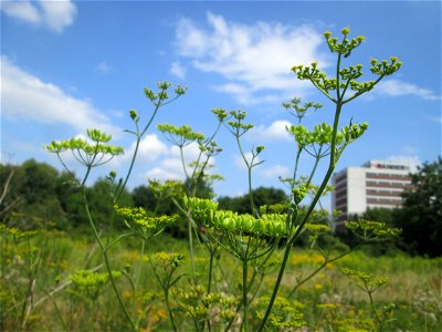 Pastinak (Pastinaca sativa) in den Sankt Arnual Wiesen gegenüber vom Osthafen Saarbrücken (Außerhalb vom NSG)