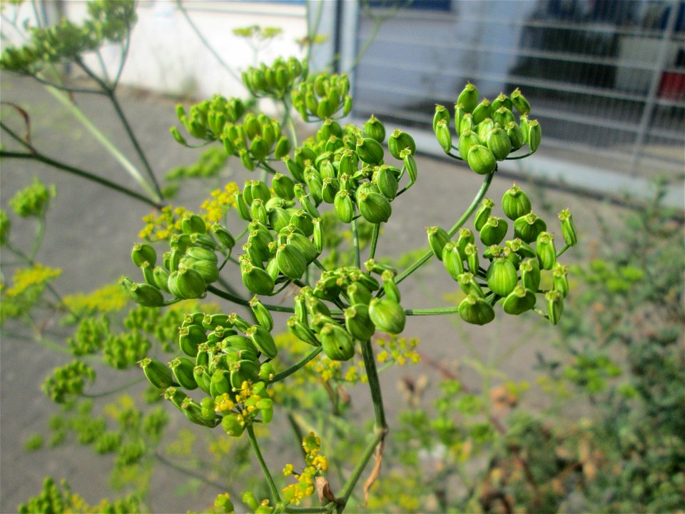 Pastinak (Pastinaca sativa) am Straßenrand in Brebach