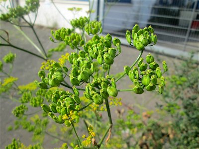 Pastinak (Pastinaca sativa) am Straßenrand in Brebach