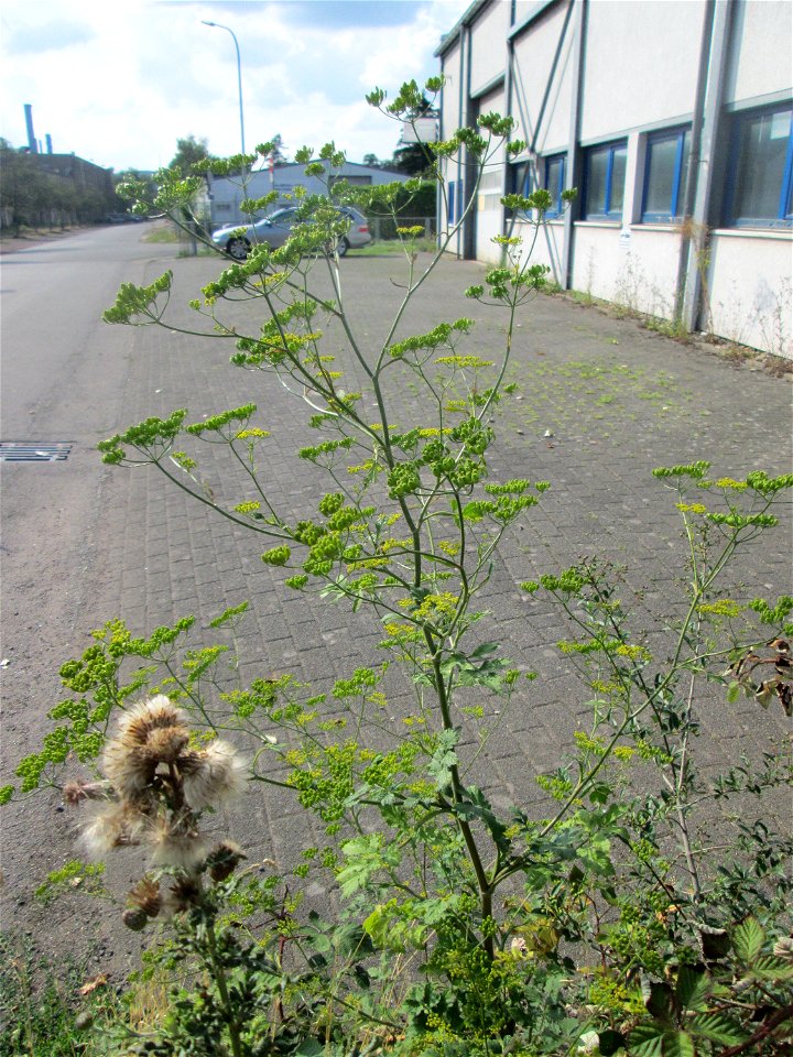 Pastinak (Pastinaca sativa) am Straßenrand in Brebach