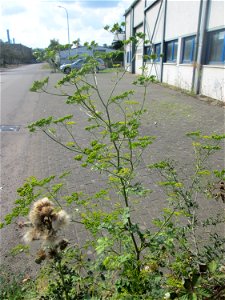 Pastinak (Pastinaca sativa) am Straßenrand in Brebach photo