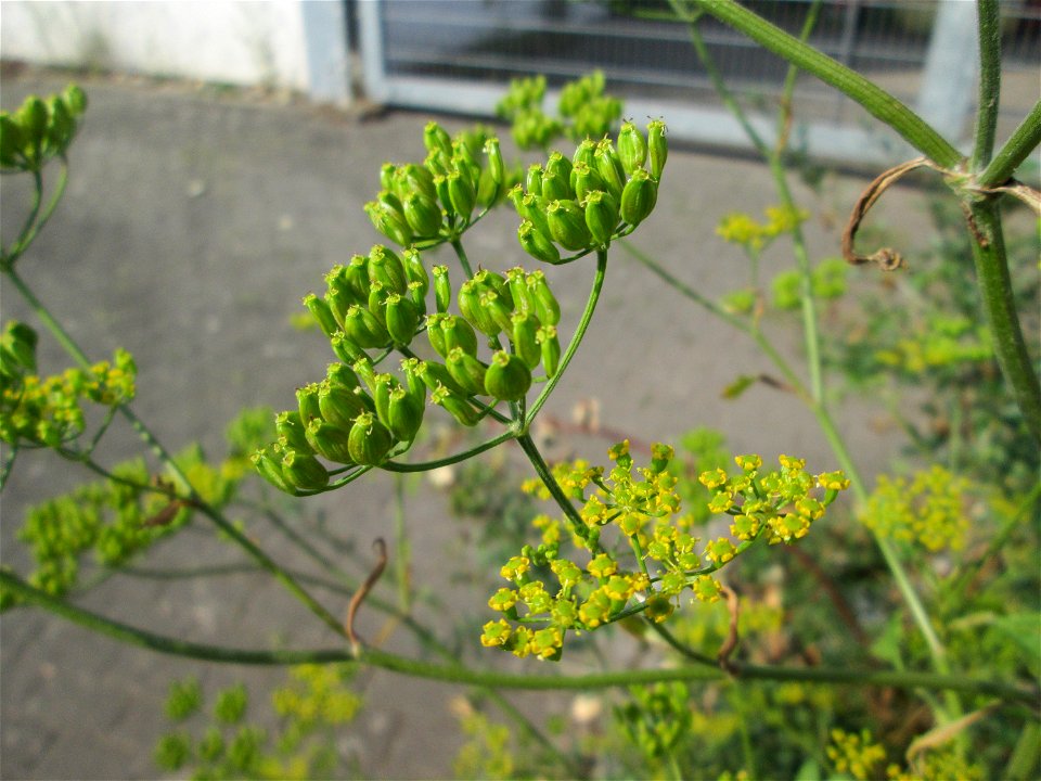 Pastinak (Pastinaca sativa) am Straßenrand in Brebach