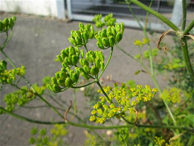 Pastinak (Pastinaca sativa) am Straßenrand in Brebach photo