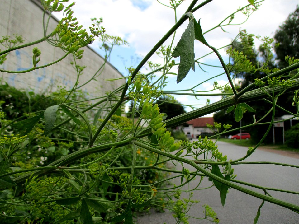 Pastinak (Pastinaca sativa) am Straßenrand in Brebach