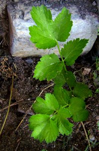 Leaves of Pastinaca sativa, Castelltallat, Catalonia