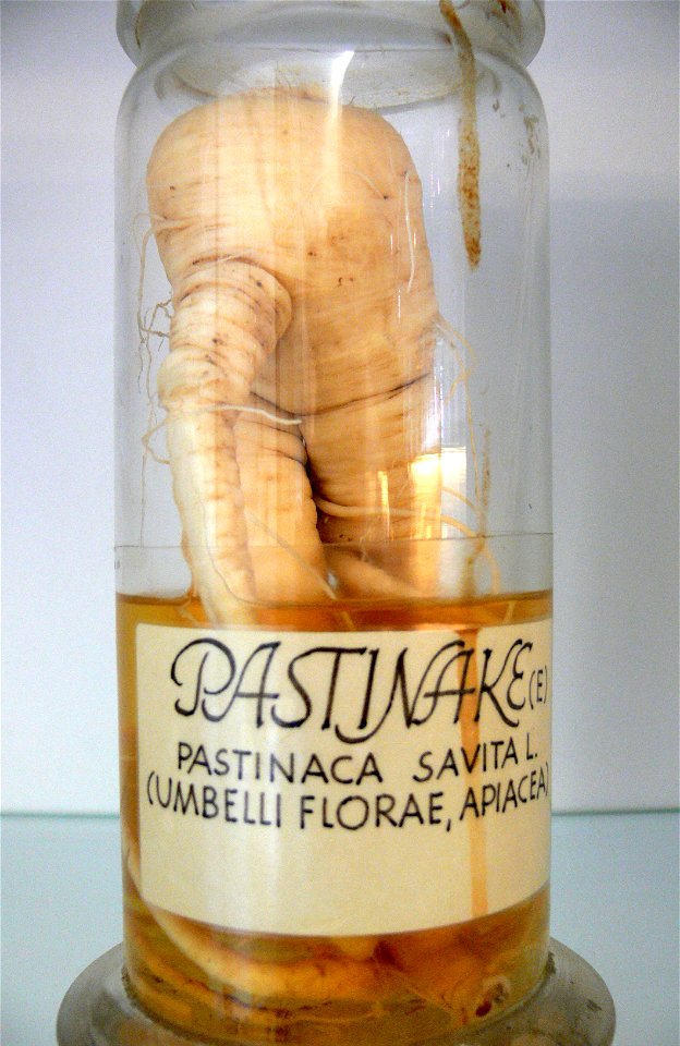 Pastinak-Wurzel im Glas; Zucker-Museum, Berlin