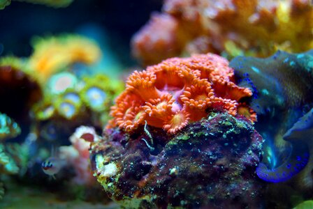 Nature wildlife ocean