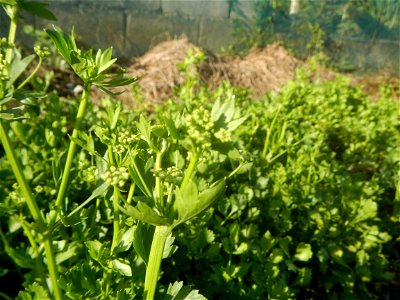 Vegetable plantations in Taal, Pulilan, Bulacan