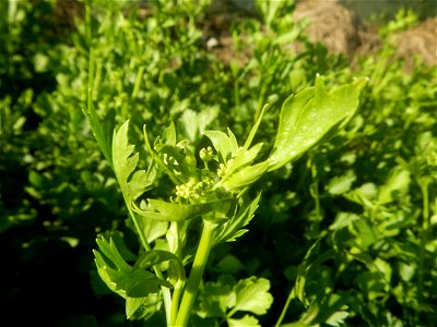 Vegetable plantations in Taal, Pulilan, Bulacan