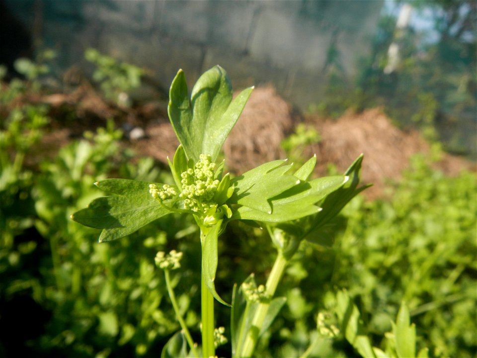 Vegetable plantations in Taal, Pulilan, Bulacan