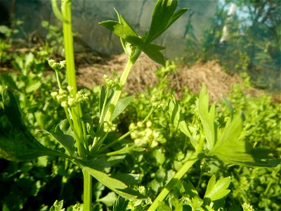 Vegetable plantations in Taal, Pulilan, Bulacan
