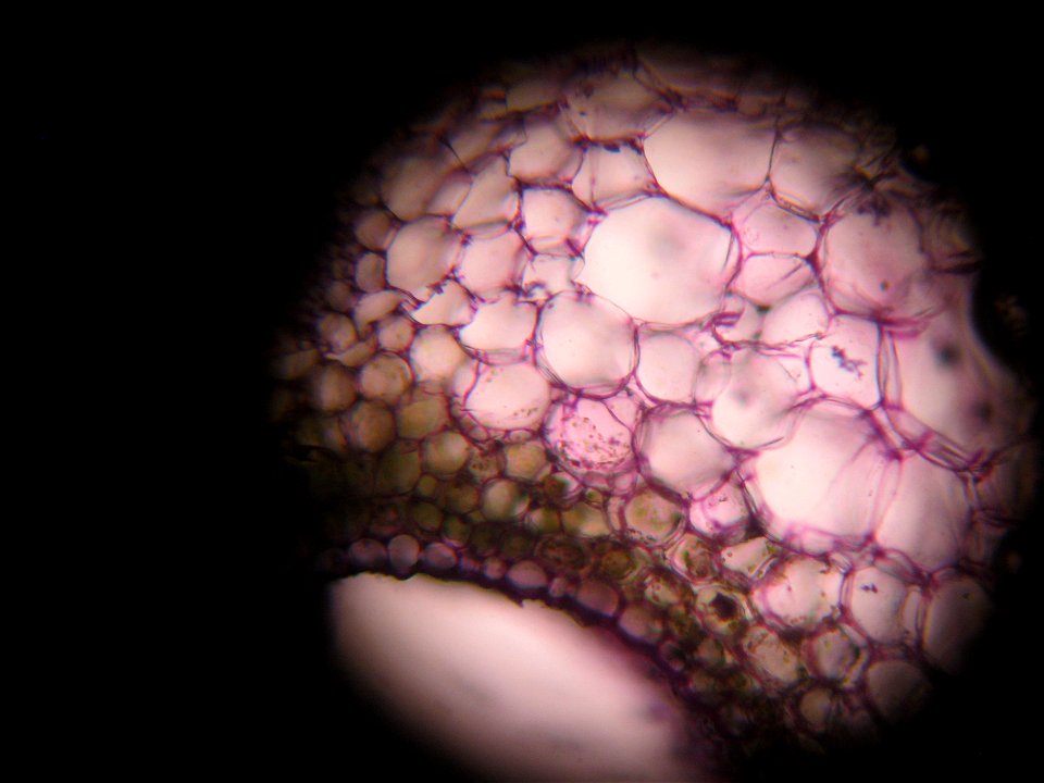 Corte transversal del peciolo de Apium graveolens.