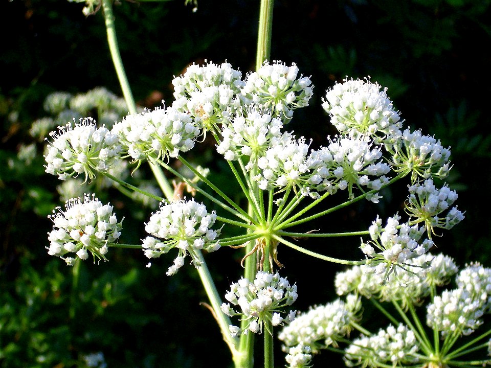 Magydaris panacifolia inflorescences closeup, Sierra Madrona, Spain
