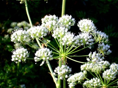 Magydaris panacifolia inflorescences closeup, Sierra Madrona, Spain