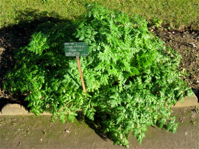 Conium maculatum in the Jardin des Plantes de Paris, Paris, France.