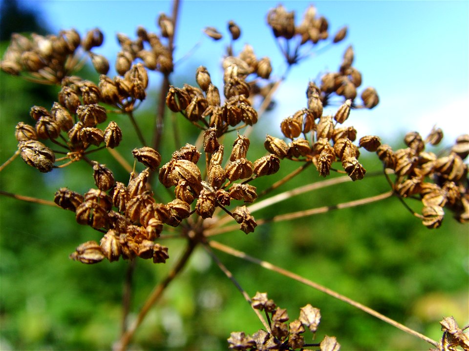 Seeds of Hemlock Conium maculatum, Totnes, Devon, United Kingdom.