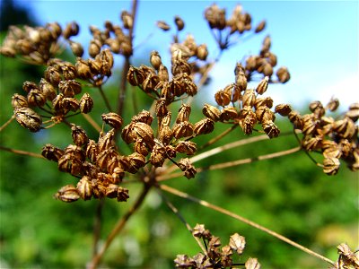 Seeds of Hemlock Conium maculatum, Totnes, Devon, United Kingdom.