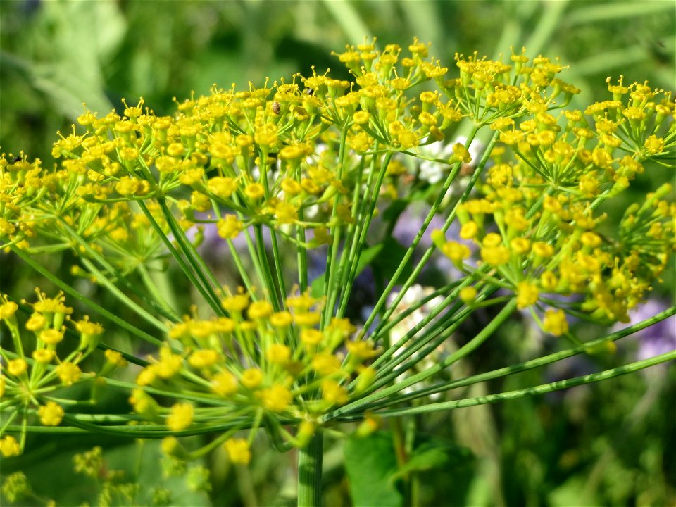 Verwilderter Dill (Anethum graveolens) bei Hockenheim