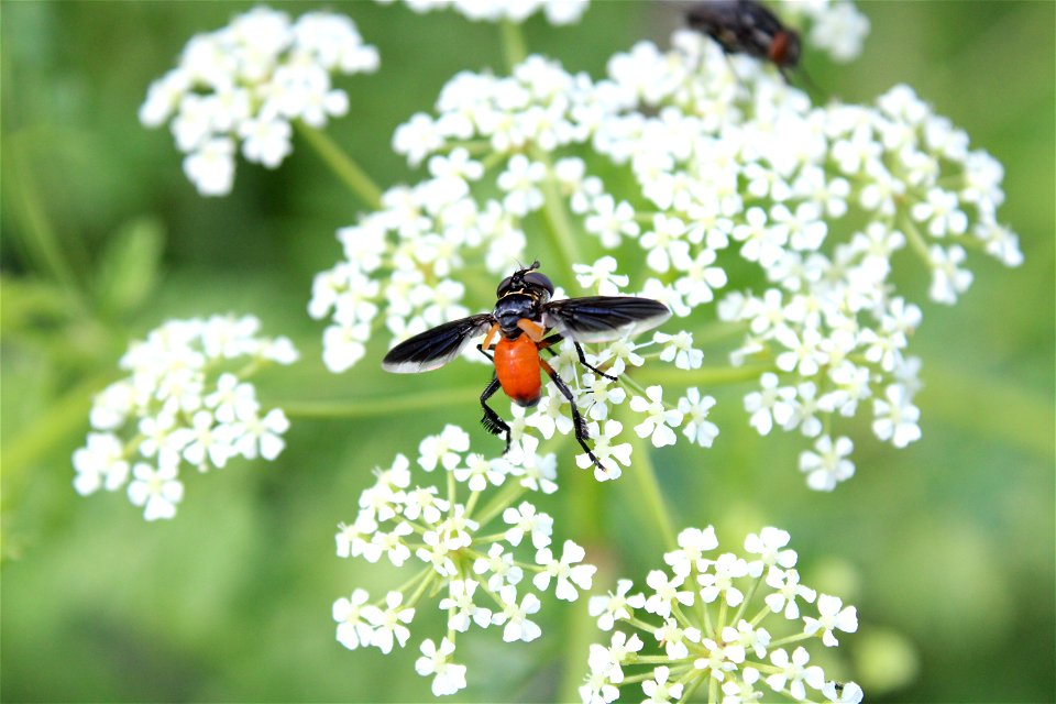 A female swift feather-legged fly (Trichopoda pennipes) from Blacksburg, VA.